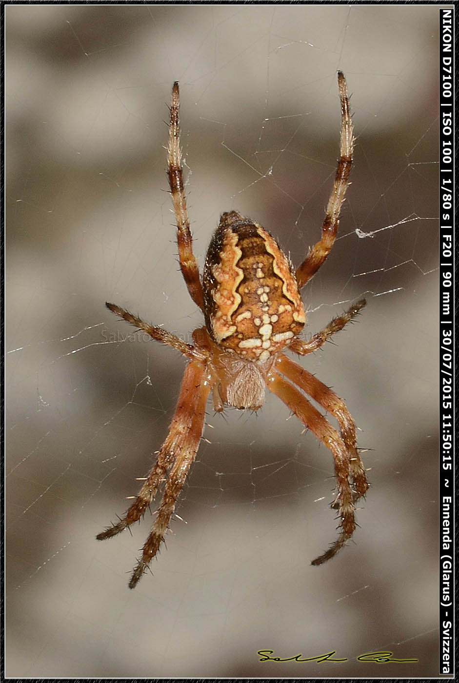 Araneus diadematus - Enneda, Glarus (Svizzera)